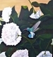 Humming Bird  & Hydrangea